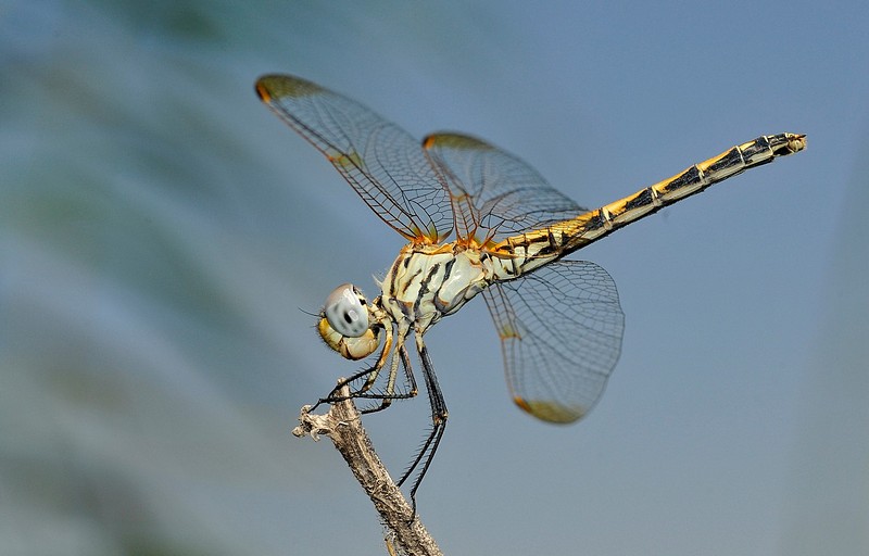 שפירית ביום קיץ.