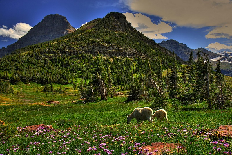 גליישר פארק