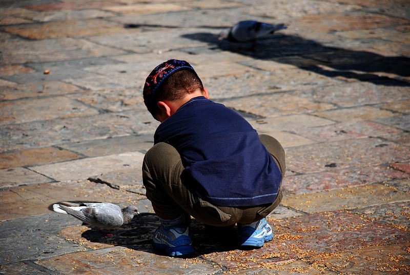 ציפורי הכותל