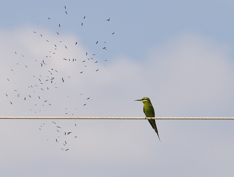 ציפור על תיל