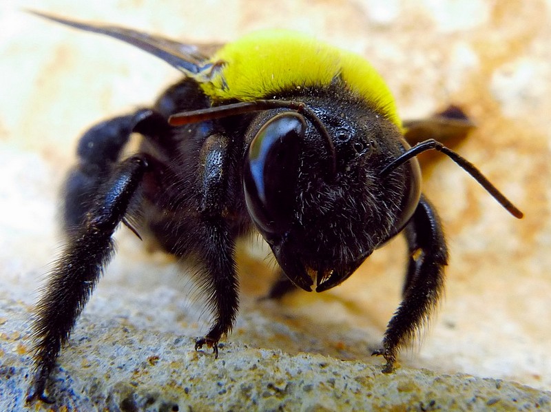 משושים לפנים