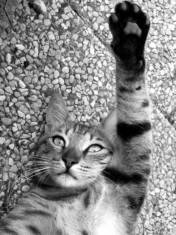 הייל חיתלר!