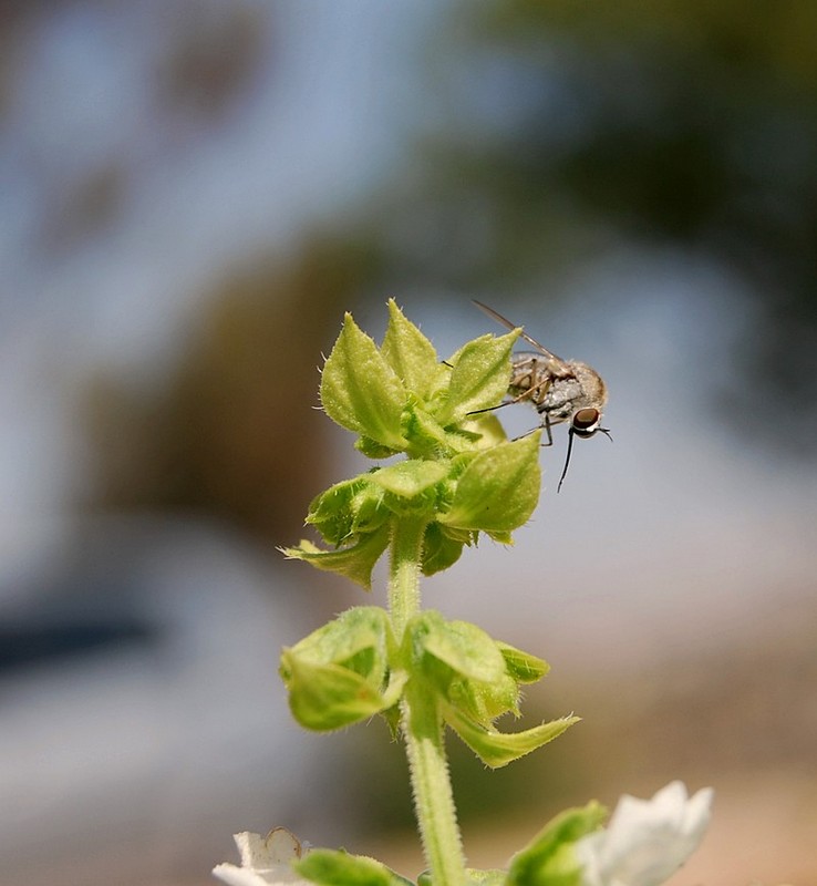  טועם מהריחן