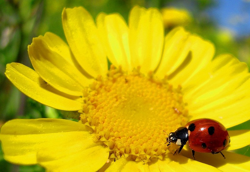 מושית השבע -