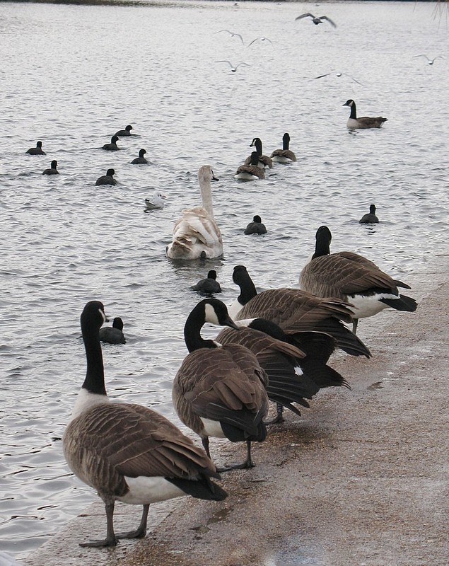 החמישיה הקאמרית