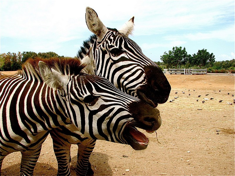 זוז ותן להצטלם!