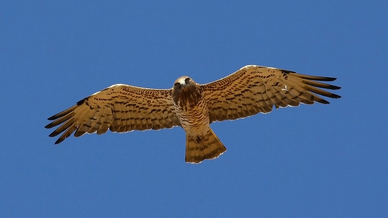 צילום: שי קלמן