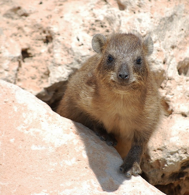 צילום: אמיר לקח
