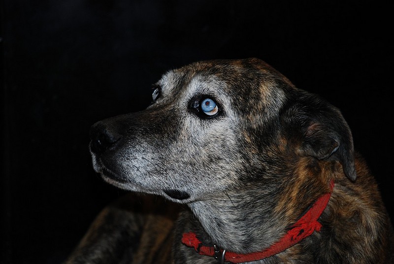 עניים כחולות לרווחה