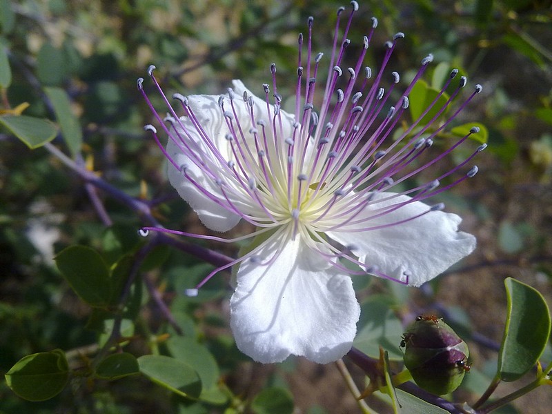 נמלים על צלף