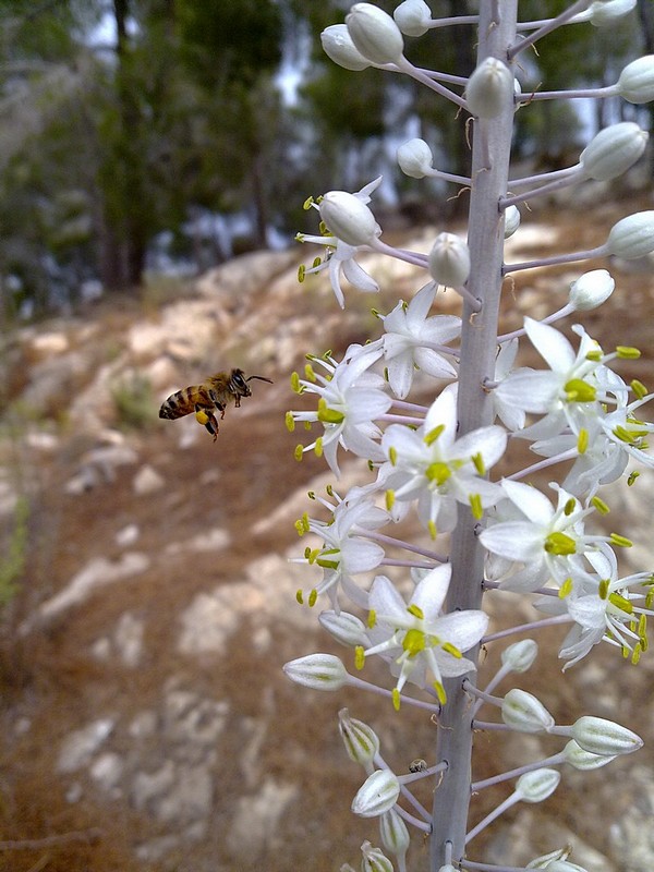 דבורה  ממוקדת מטרה