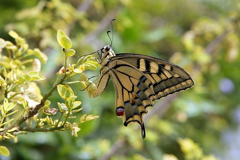 פרפר בפעולה 