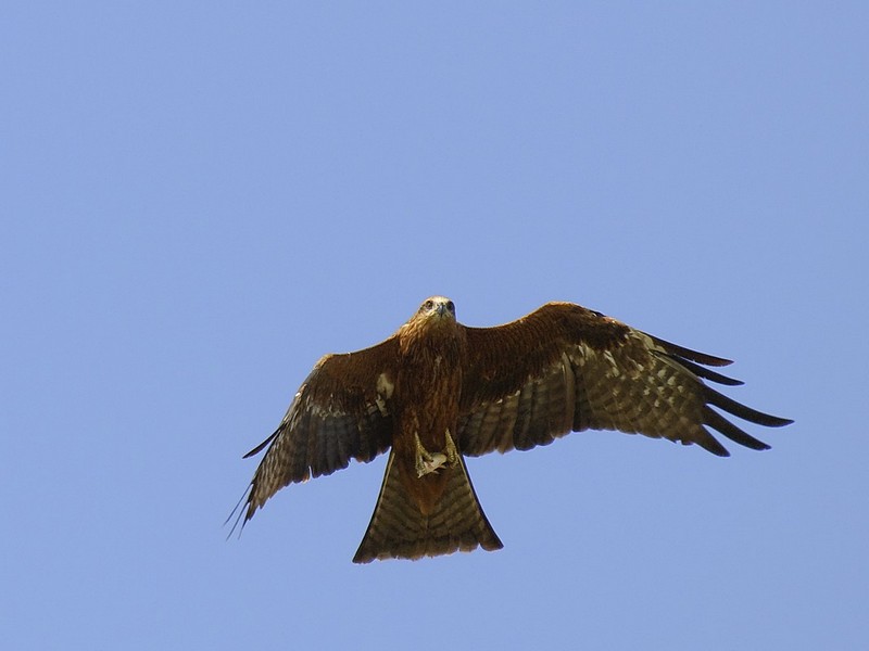 דיה, אוהב דגים?