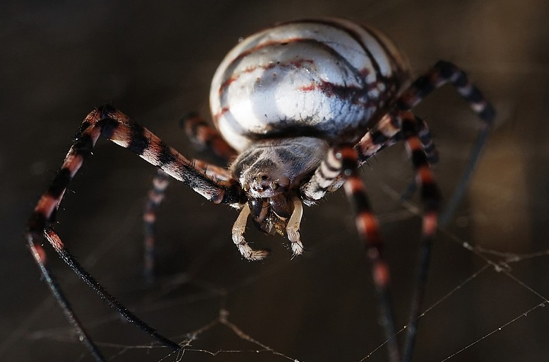 Close-UP