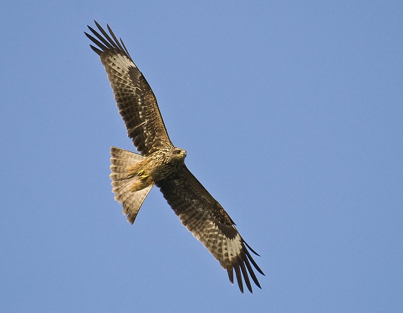 ד(א)יה לתפארת