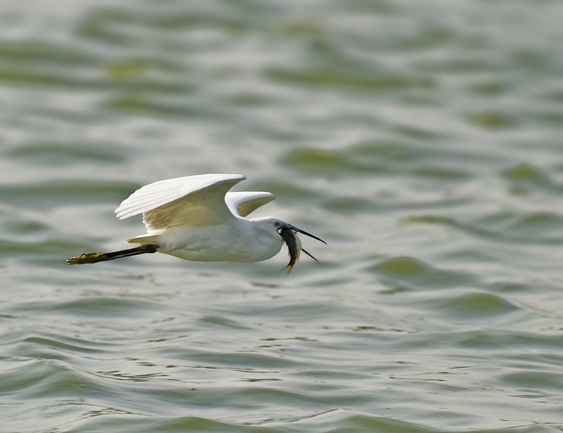 "טוס נמוך הכה חזק!"