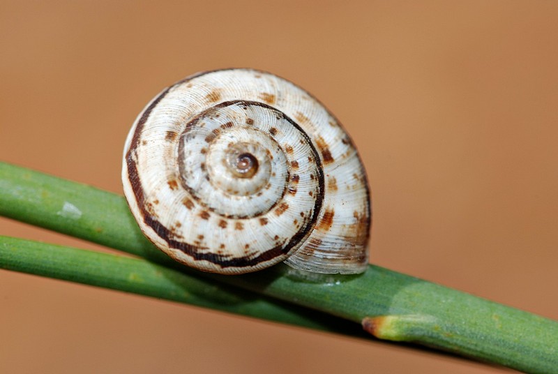 ספירלה מתכנסת 