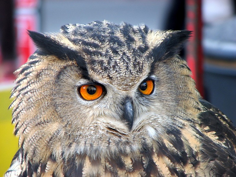 צילום: מרק מרדכייב