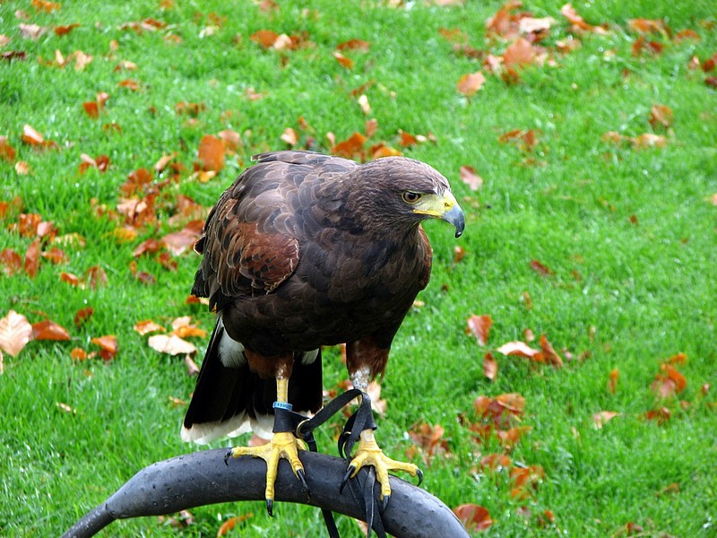 צילום: מרק מרדכייב