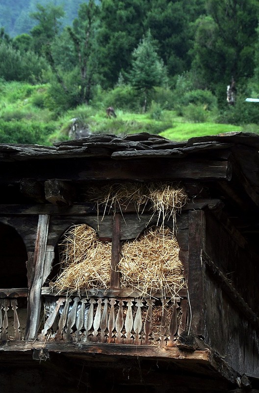 צילום: שירלי וייס
