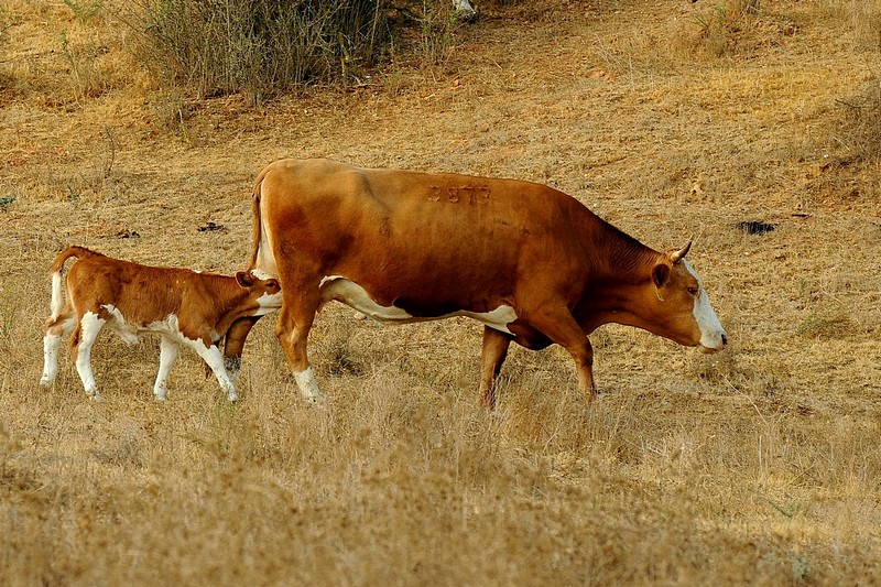 זה הקטן גדול יהיה