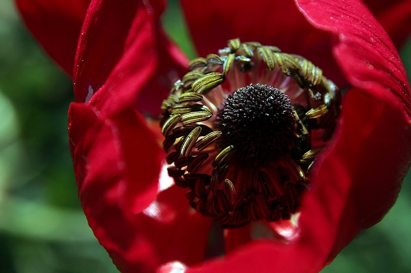 צילום: שירלי וייס