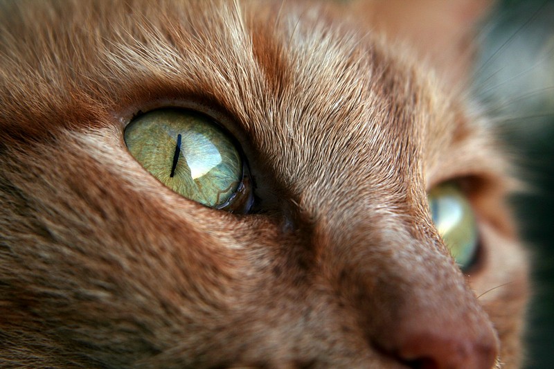 צילום: שירלי וייס