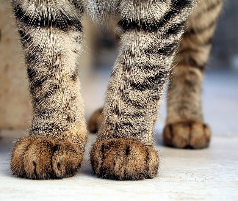 צילום: שירלי וייס