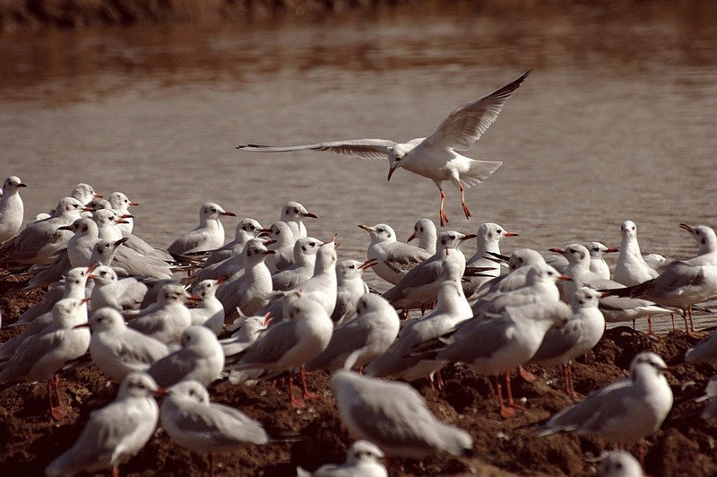 חברה פנו מקום