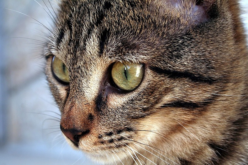 צילום: שירלי וייס