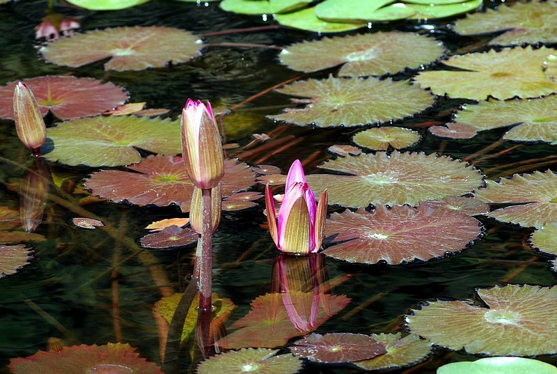 בריכת נופרים