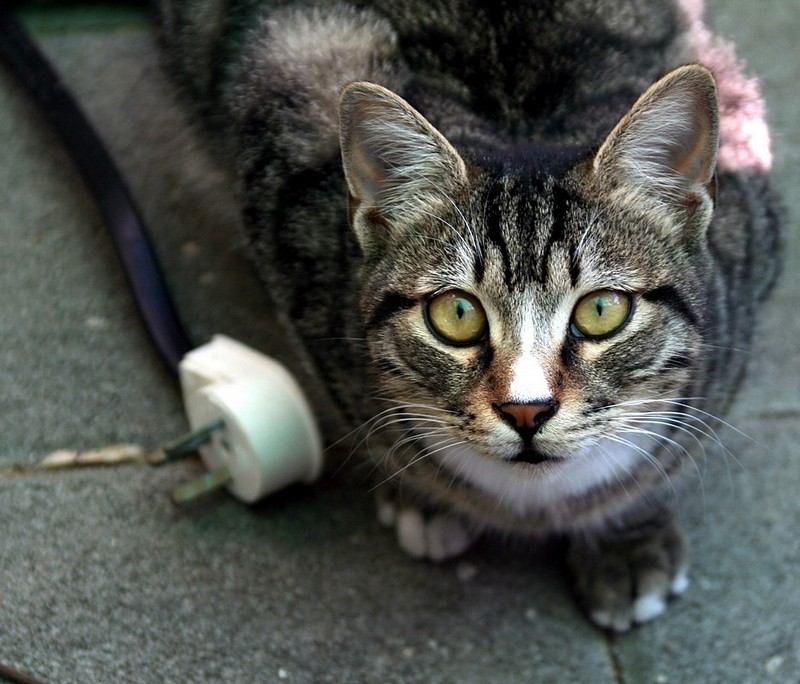 צילום: שירלי וייס