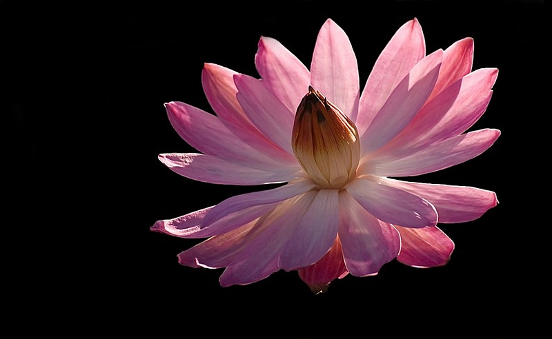 יופי של נופר