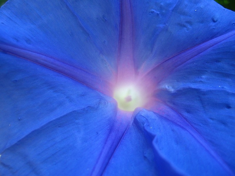 פרח כחול