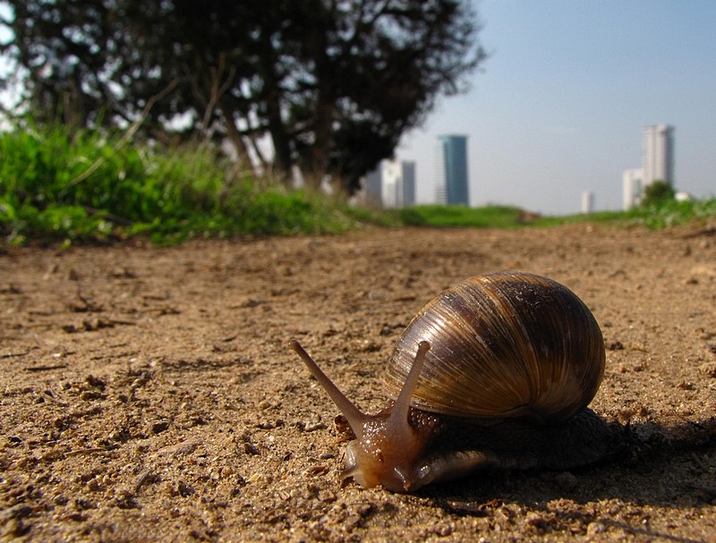 עוזב את העיר