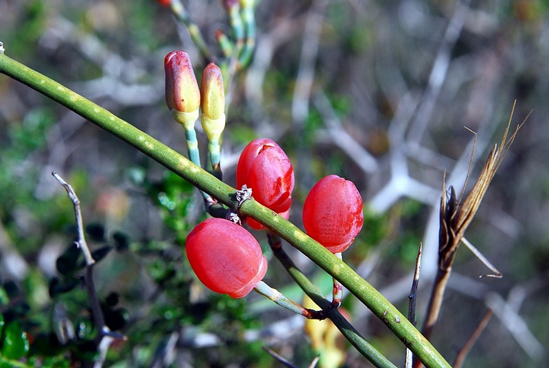 פריחה אדומה