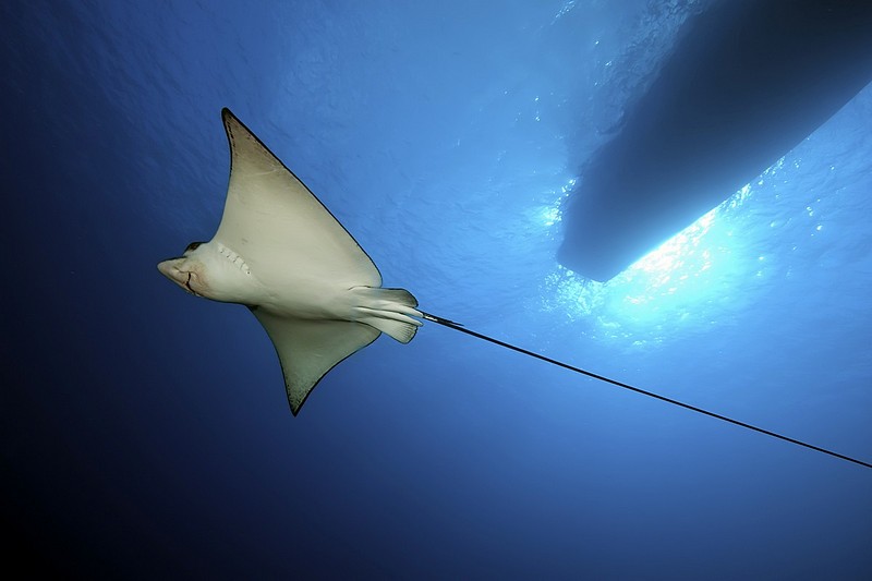 חתול או נשר?