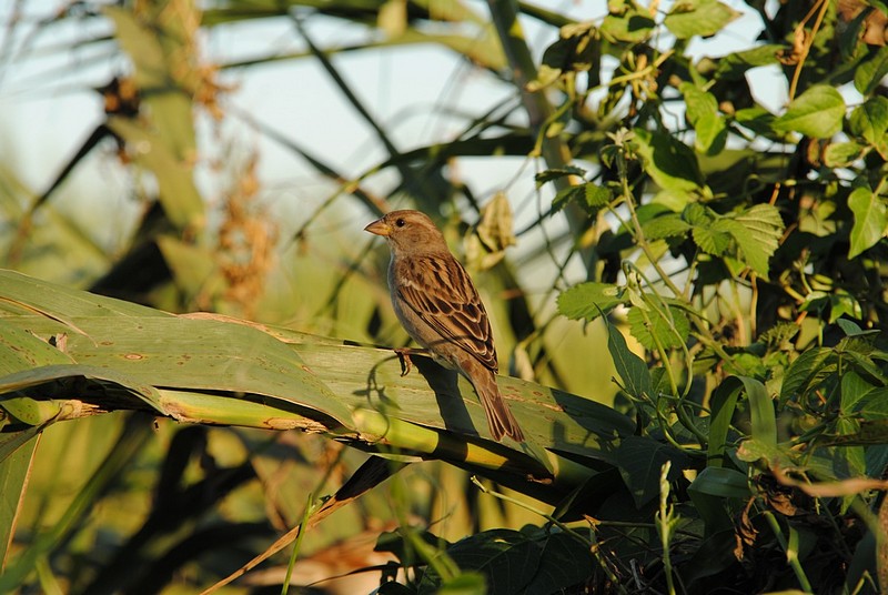 צילום: רונן כהן