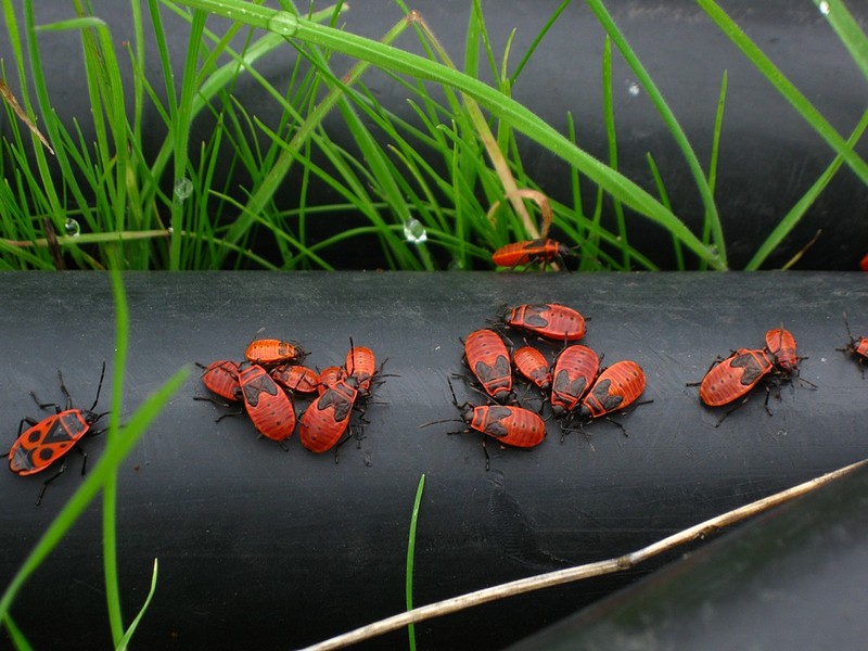 חיפושיות מתלחשות