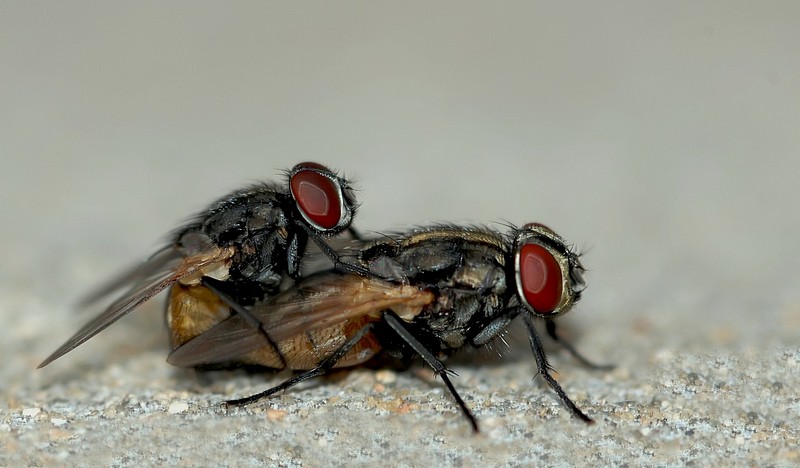 קטן אבל שובב