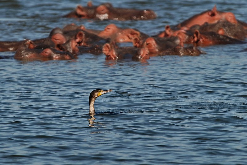 הציץ,  נפגע ?