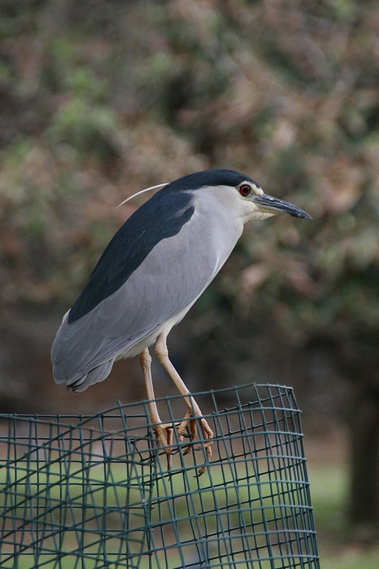 צילום: פורין קריאף