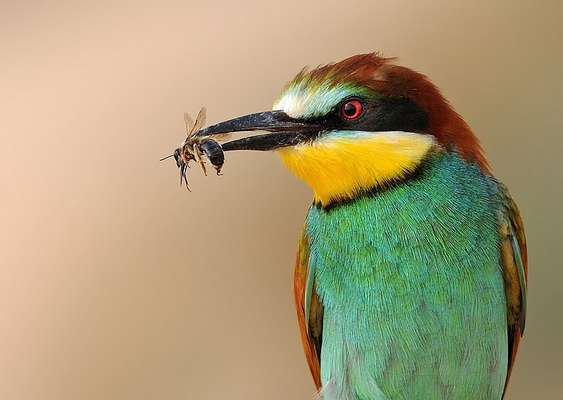 מאקרו של שרקרק
