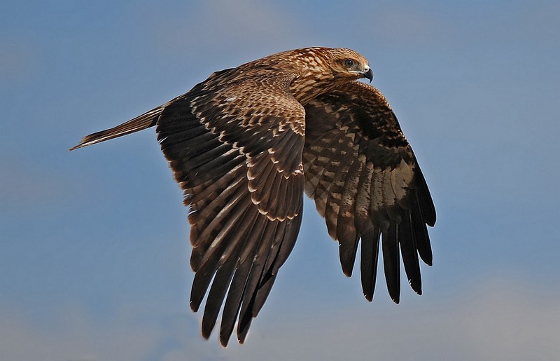 תמונות בעלי חיים