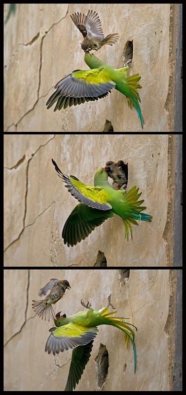 הקרב על הבית