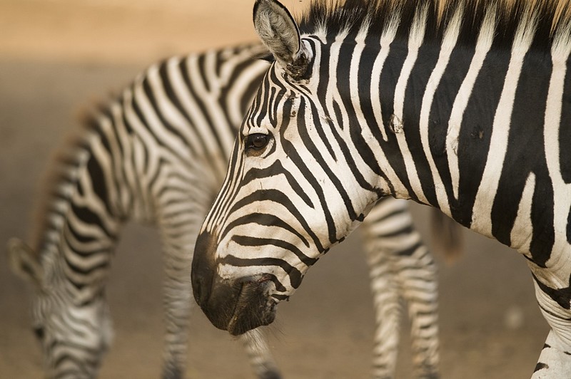 פורטרט של זברה