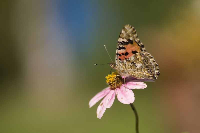 יופיו של הטבע