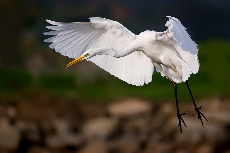 ליבנית גדולה