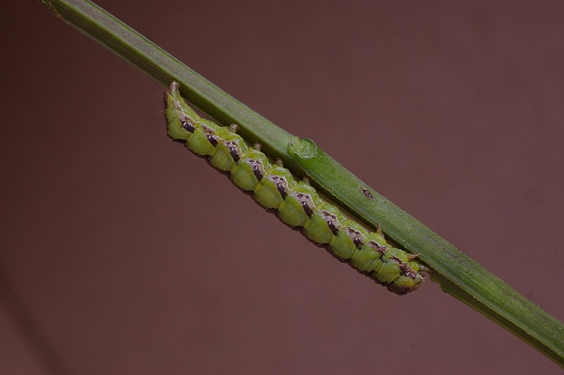 בדרך אל האושר