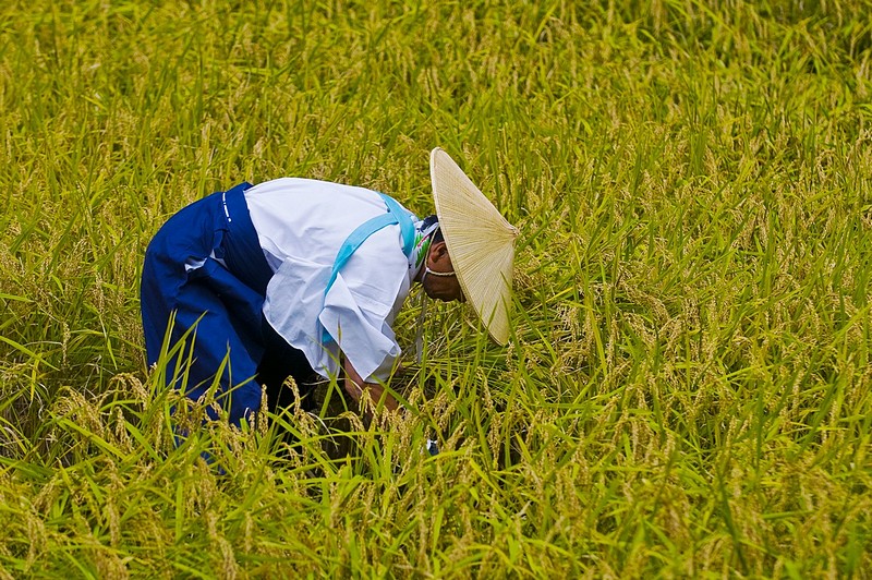 בשדה האורז